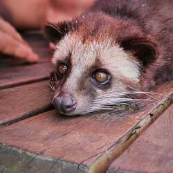 Kleines Kaffeebohnenscheißerchen 😍