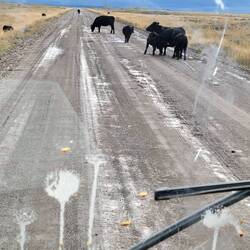 Mud on the windshield, cows on the road