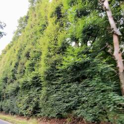 Meikleour Beech Hedge