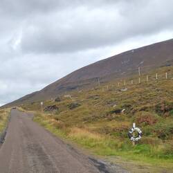 Old tires on posts on the side of the road let us know to look out for sheep.