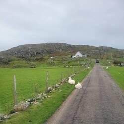 Silly sheep they can get comfortable anywhere. We went around them.