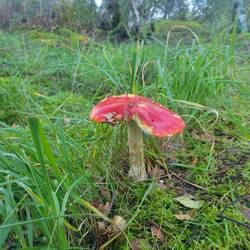 We couldn't walk far in our second spot but amazing vegetation close by.