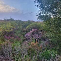 More heather close by