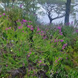 Further south we move the more the heather is blooming