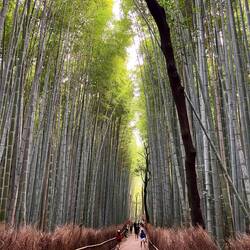 Arashiyama Bamboo Forest 🎍