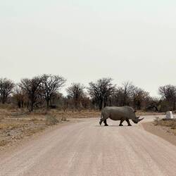 ...auf dem Weg raus aus Etosha kreuzten noch einige dicke Dinger unseren Weg.
