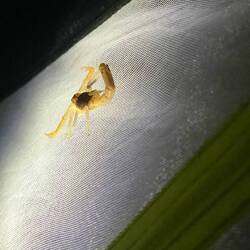 Gute- Nacht- Skorpion