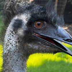 emu