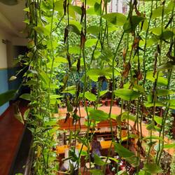 Hanging plants in our lodging.