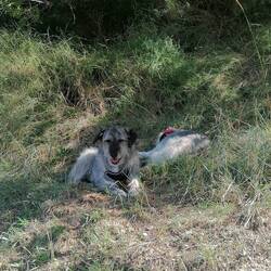 Josie immer am wachen