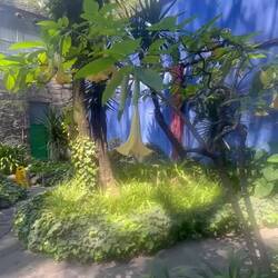 Frida Kahlo's garden