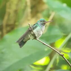 Hummingbird