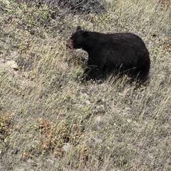 And then he revealed himself! Just off the road!