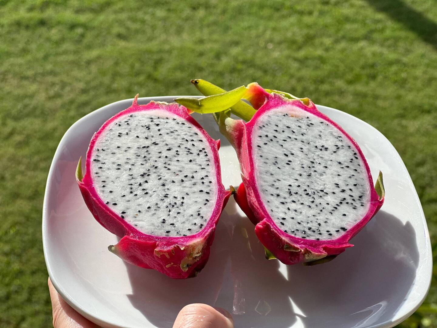 Drachenfrucht aufgeschnitten