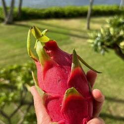 Drachenfrucht