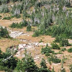 Big Horn at Logan Pass