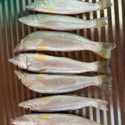 Feed of whiting caught of Cable beach
