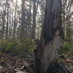 Saw my first wild koala 🥹