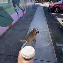 Andddd my second house/dog sitting gig was with ...