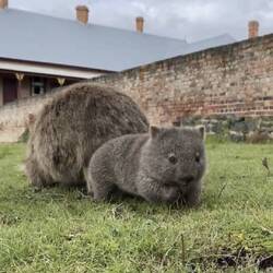 The cutest wild baby wombat