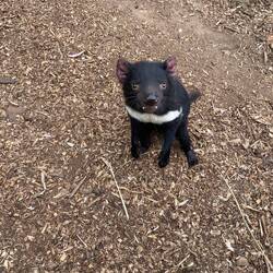 I ❤️ Tassie devils