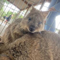 Quokka!!