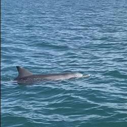 Saw some dolphins on a boat ride through the ocean