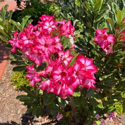I love these bright cheerful dessert roses. They are everywhere