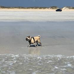 Bosley and Bo love the freedom of Cable Beach. We could drive for 22ks. Our car in the background