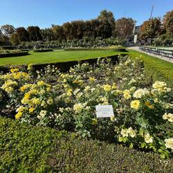 Rose garden in the Volksgarten