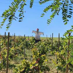 If he only had a brain...