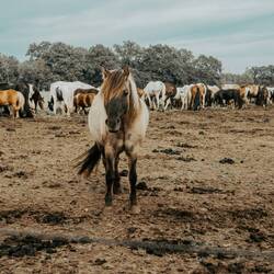 Ferien-Reiterhof Junkern-Beel