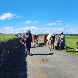 Sharing my Camino with a small dairy herd