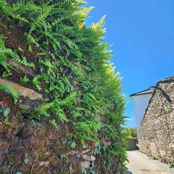 This area is so lush and green