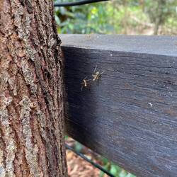 The way i watched a local eat the green part off this ant and explain how its good for you 🫣
