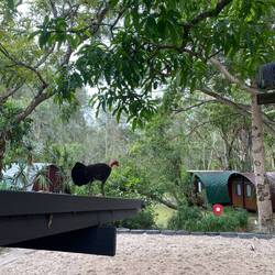 Bush turkeys!! The other wild pets at the hostel. And yes there was beach volleyball there :)