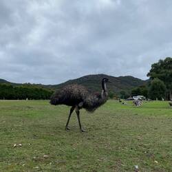 Wild emus...