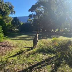 But got to wake up to beautiful mornings with friendly wildlife