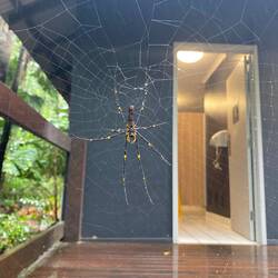 A golden silk orb-weaver