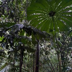 Walked through the daintree rainforest