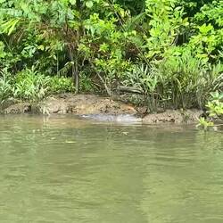 Went for a cruise down the river to see some wild crocodiles