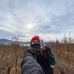 Worked on a vineyard...