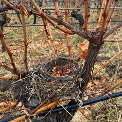 Always a special moment for a pruner :)