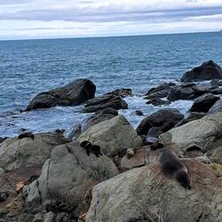 Seehunde chillten neben uns