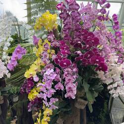 Orchid display at the National Orchid Garden.