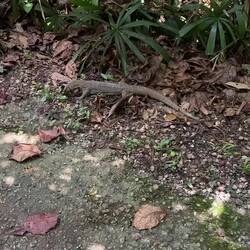 A monitor lizard foraging in the forest.