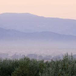 Morgendunst in den Olivenhainen