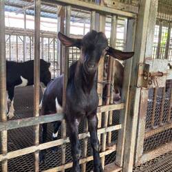 Feeding the goats at Hay Dairies. Photo credit: A. Lee.