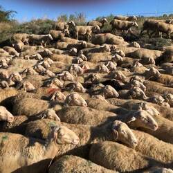 Different view of sheep