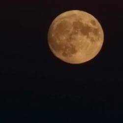 Pat rubbing it in, a donkey, and a geezer motorcycle gang.